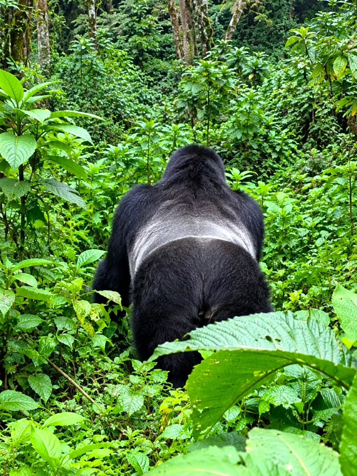 5-Day Uganda Gorilla Habituation Experience — photo 3