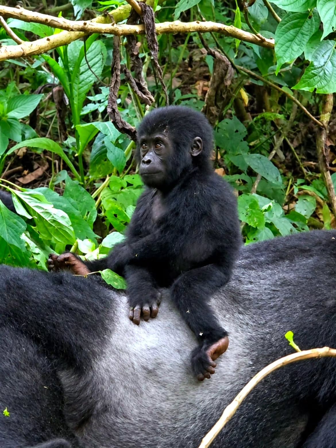 3-Day Budget Gorilla Trek Bwindi