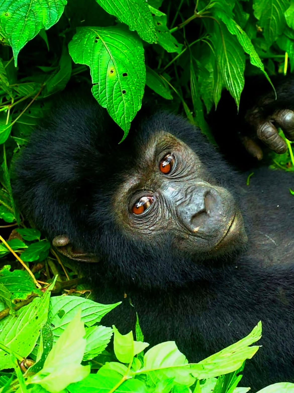 5-Day Uganda Gorilla Habituation Experience