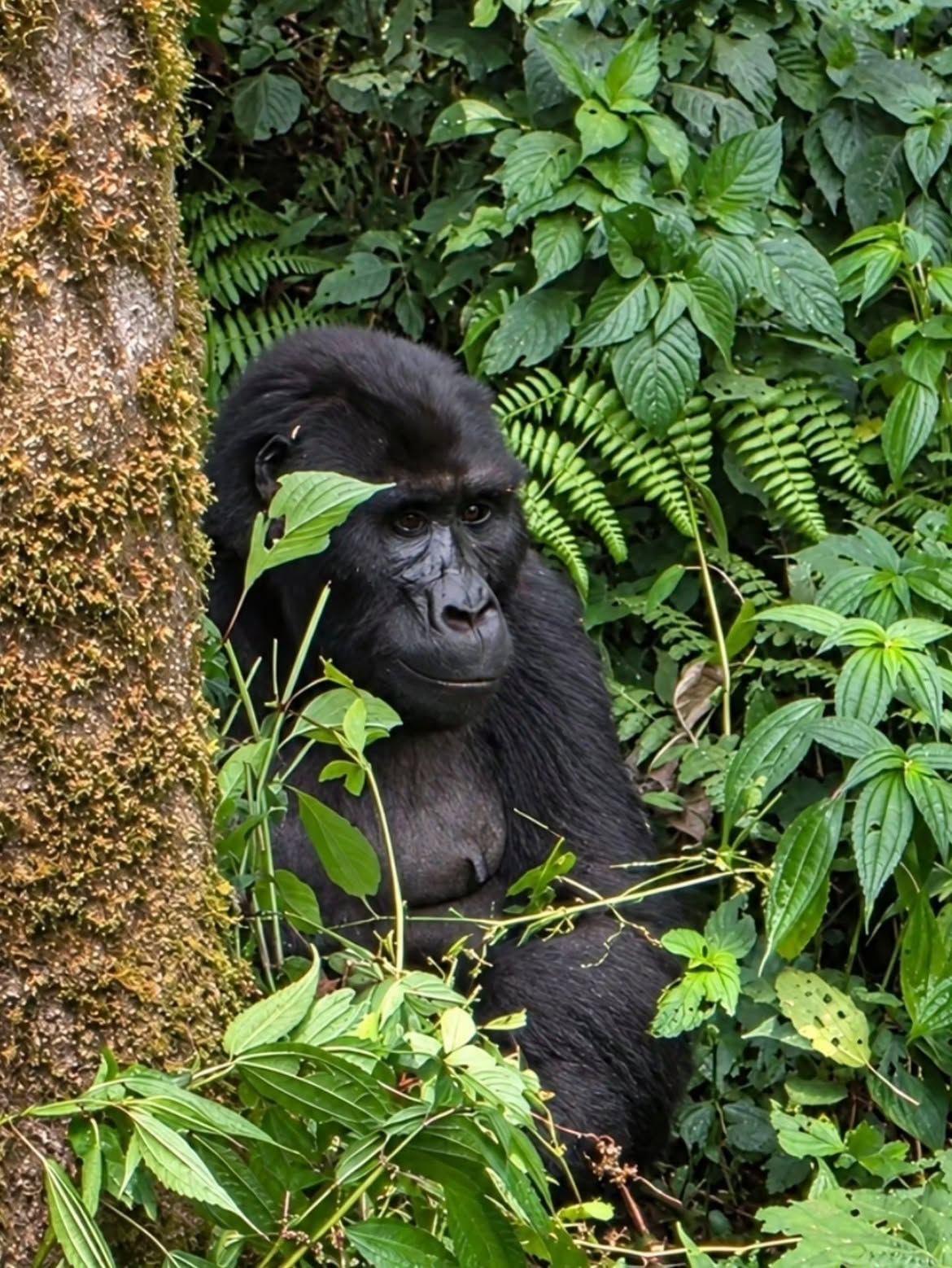 8-Day Uganda Gorilla & Safari Adventure
