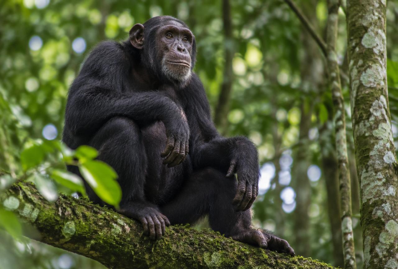 Kibale Forest National Park